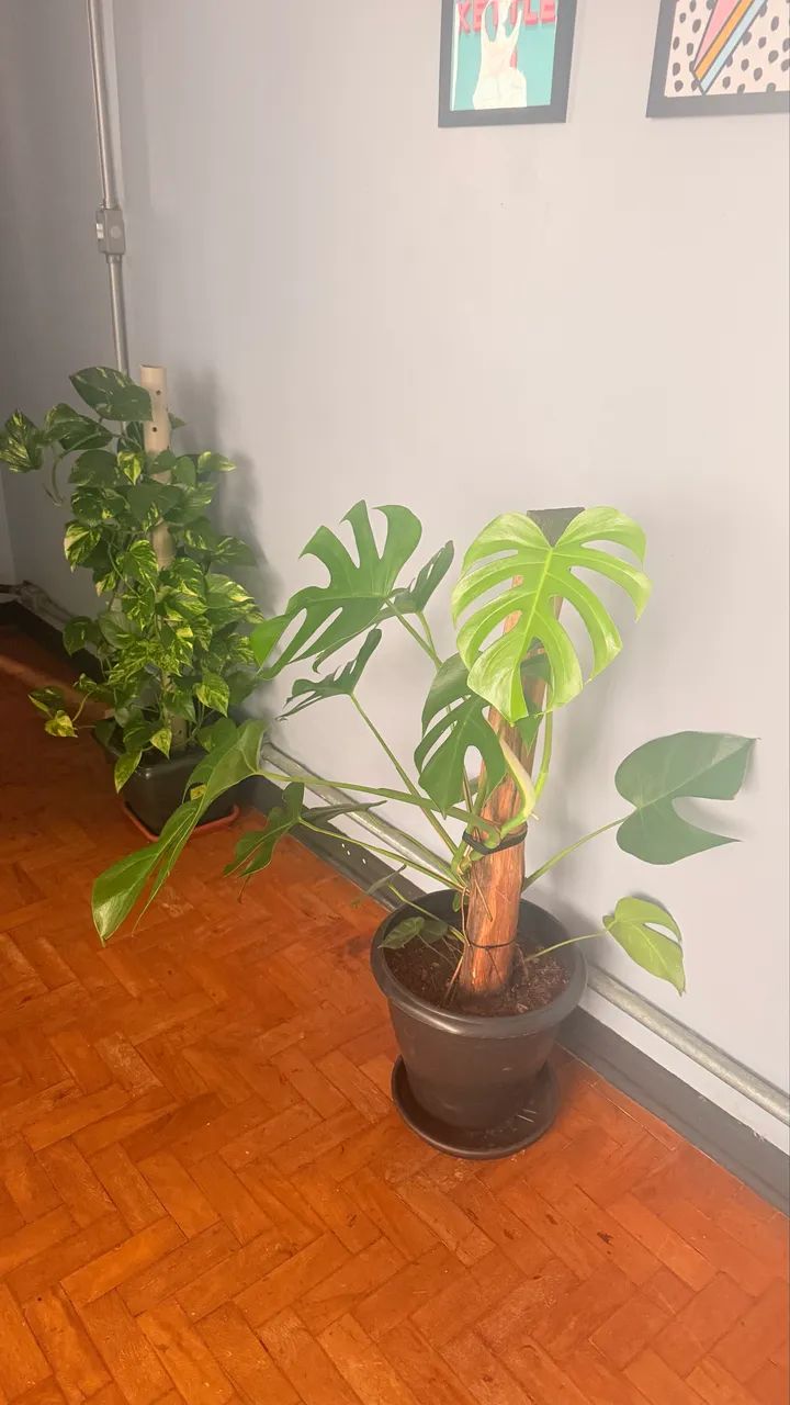 Plantas  - Foto 3