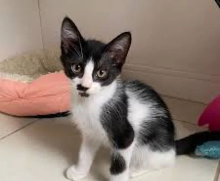Gatinha para adoçao