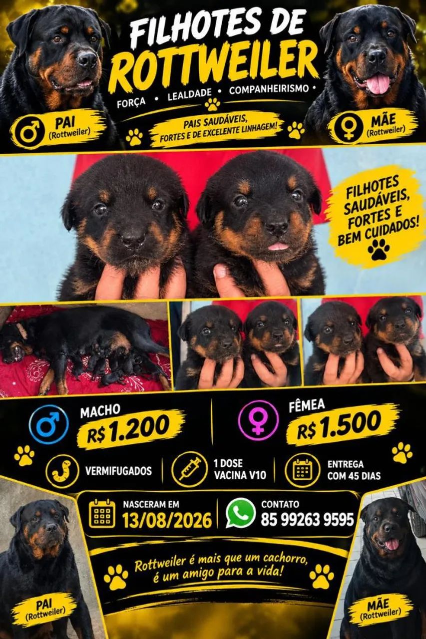Cachorro rottweiler 