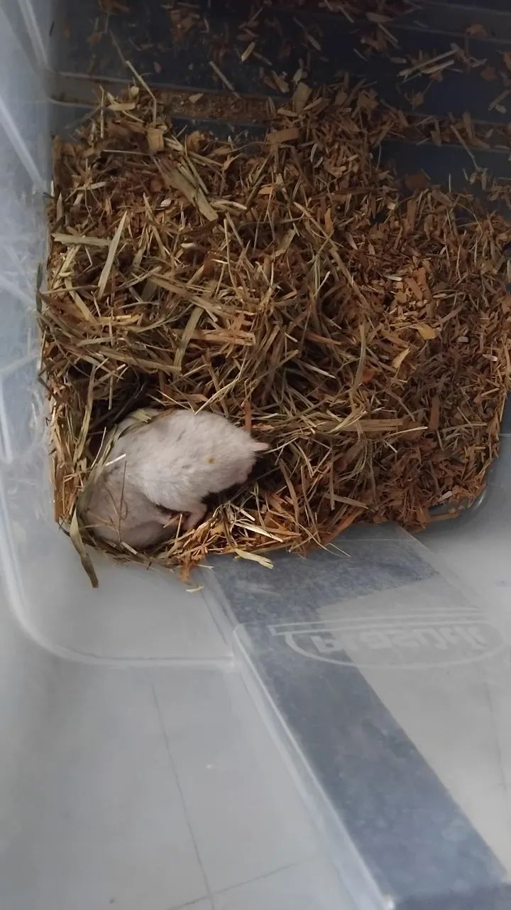 Hamster  - Foto 4