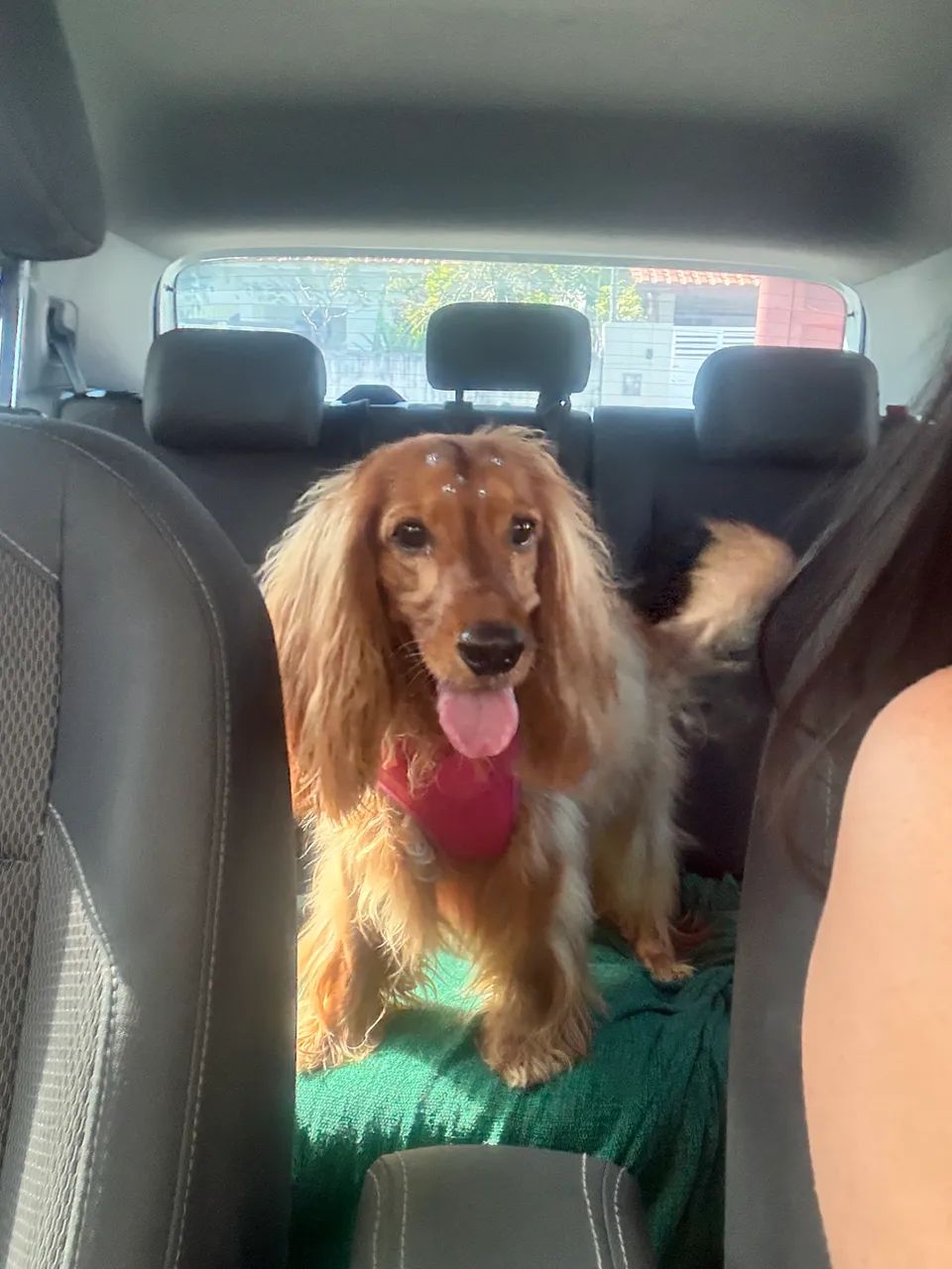 banho para cães a partir de 42,00  - Foto 3