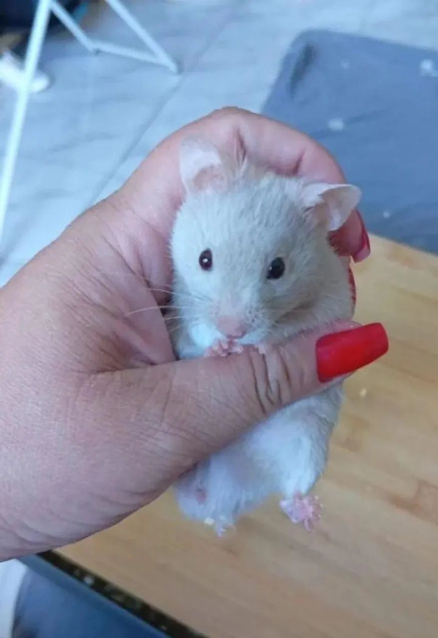 HAMSTER SÍRIO  - Foto 2