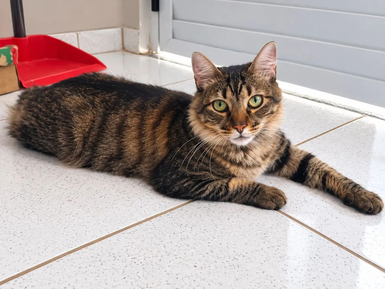 Gato mestiço, castrado  - Foto 2