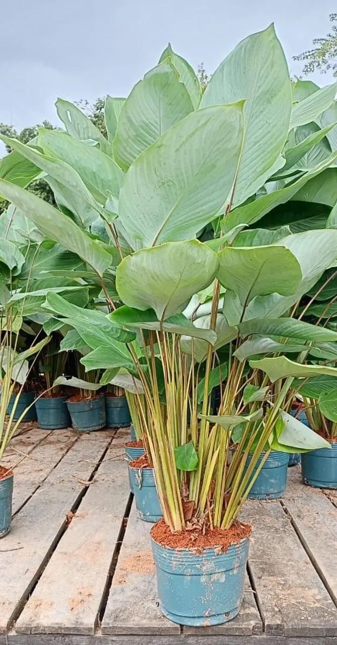 Maranta Charuto  - Foto 4
