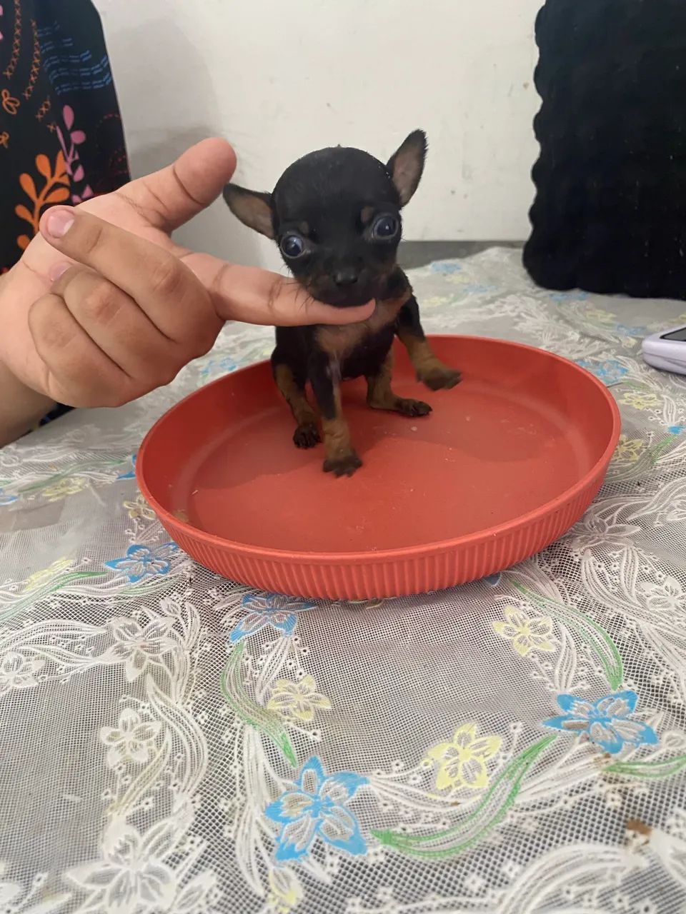 Pinscher miniatura zero  - Foto 3