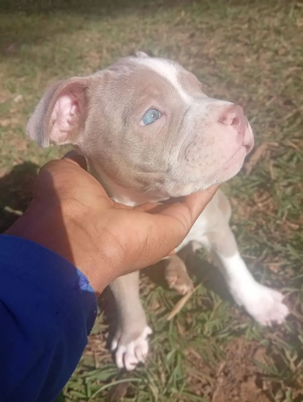 América bully - Foto 2