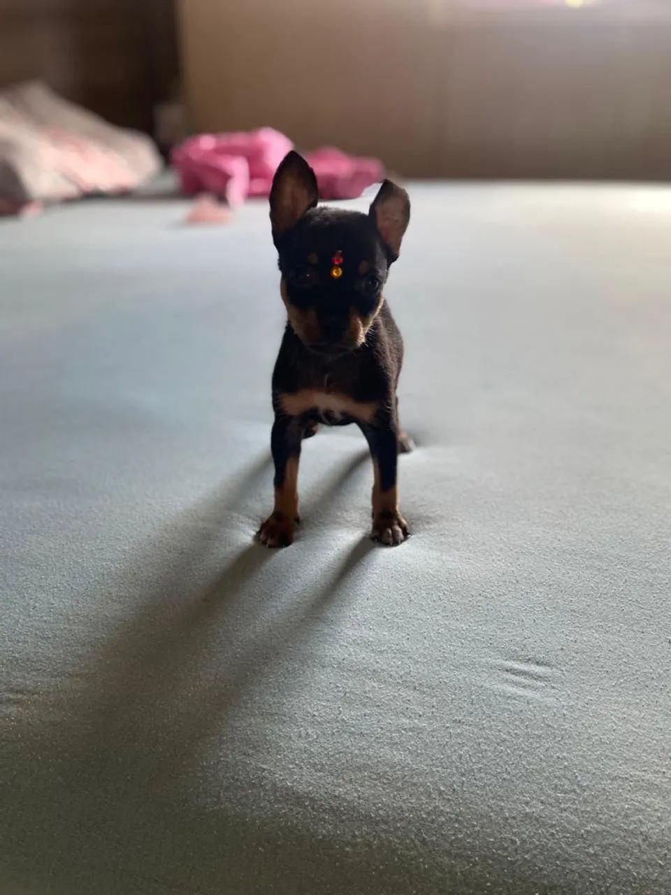 Lindos pincher zero