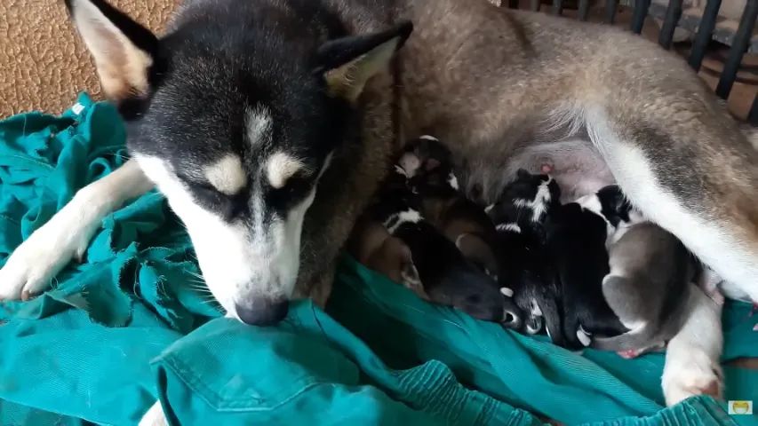 Ninhada de Husky  - Foto 3