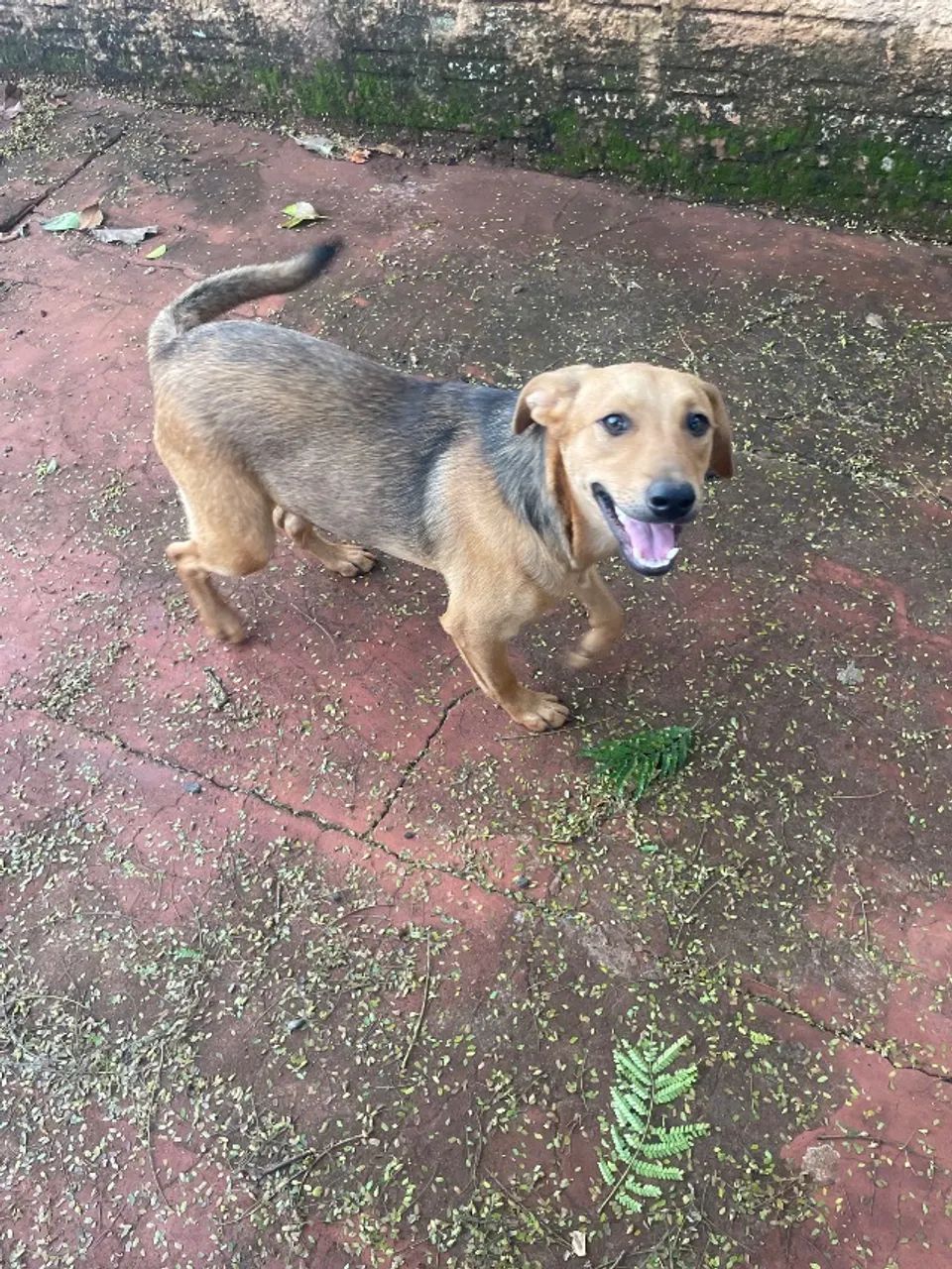 Doação de cachorro  - Foto 2