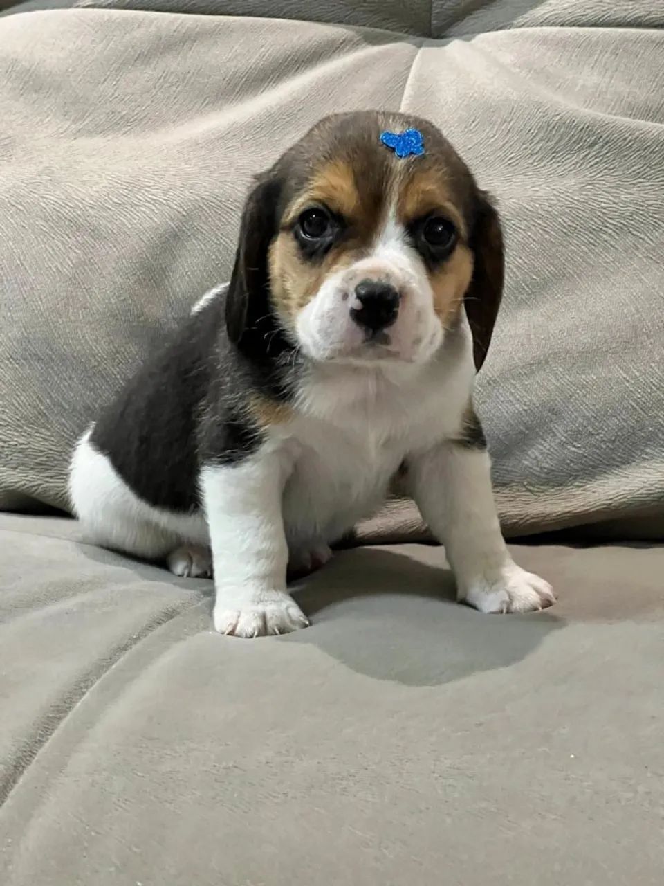 Beagle