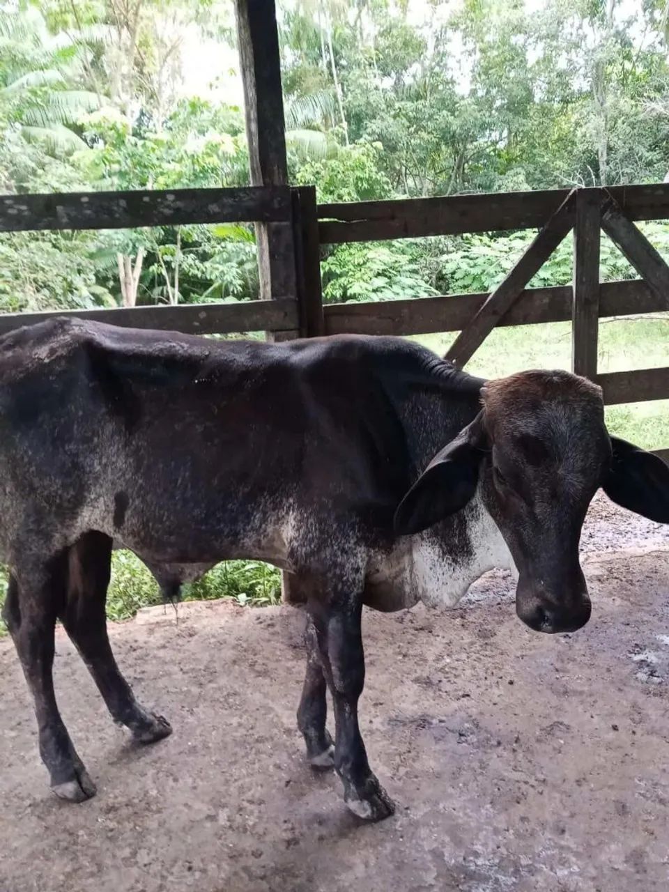 Vacas - Foto 3