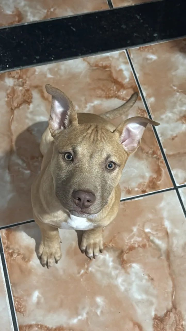 Vende-se pitbull 