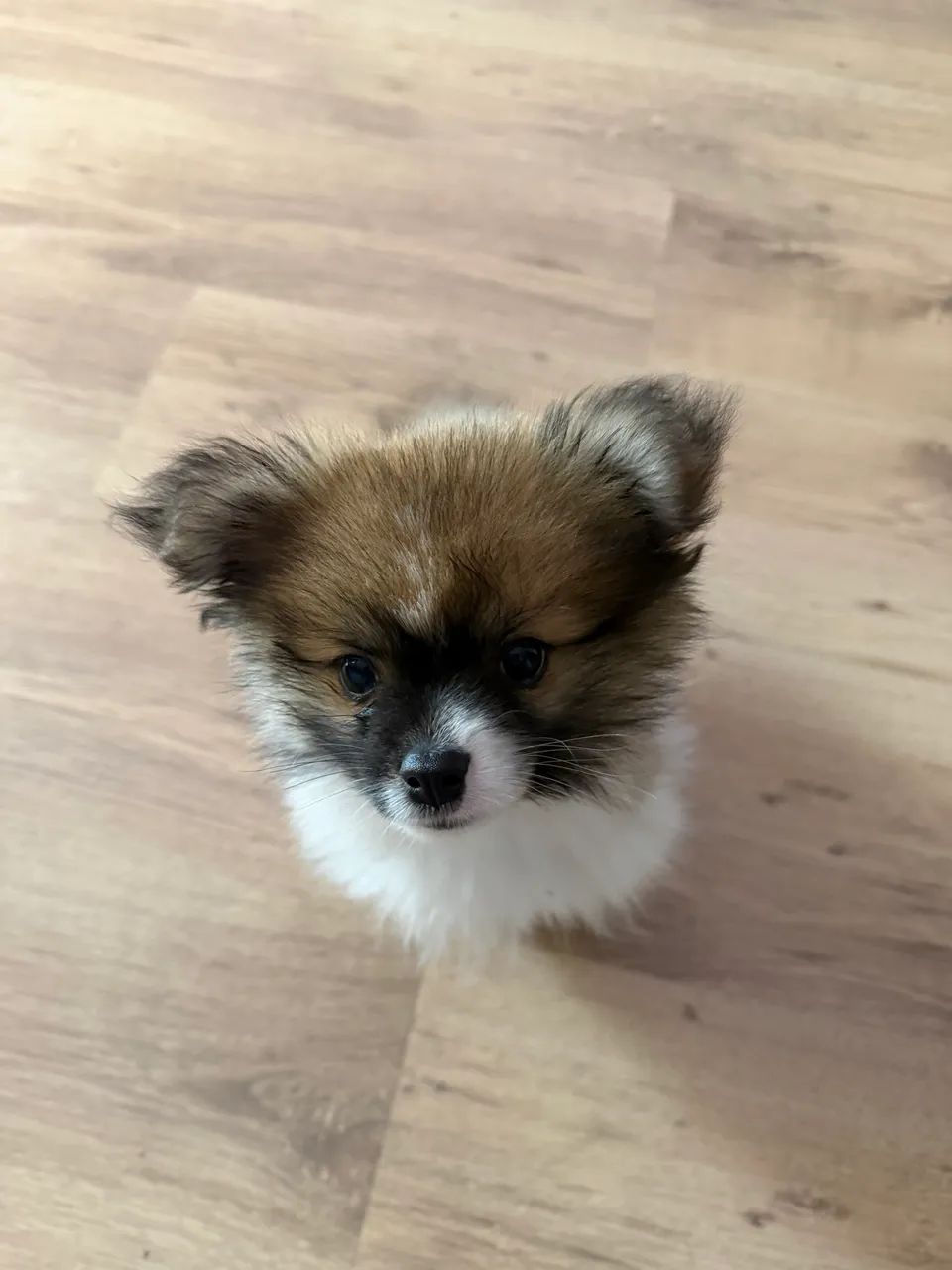 Cachorros  - Foto 4