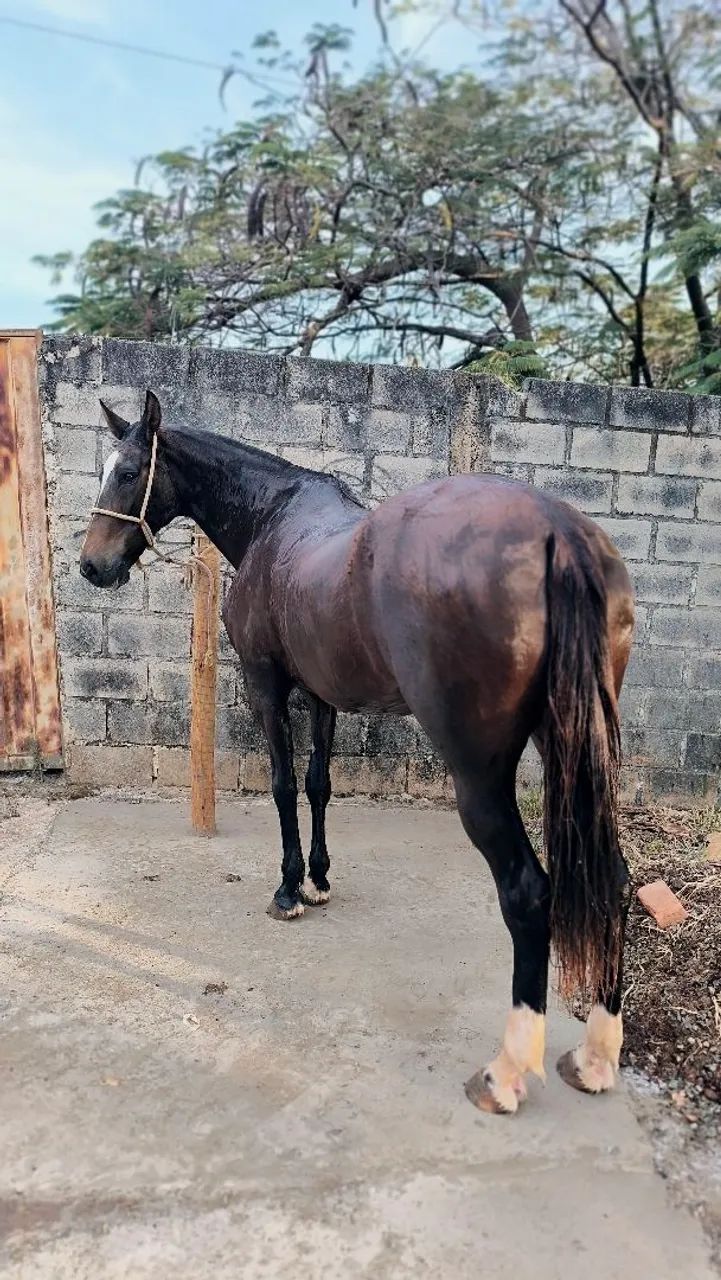 Égua mangalarga  - Foto 3