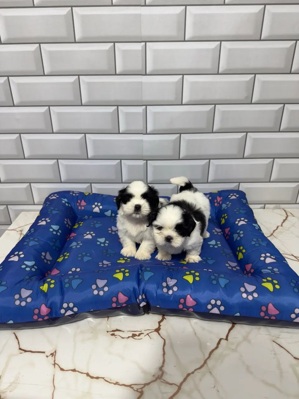 Shih Tzu Mini Machos  - Foto 4