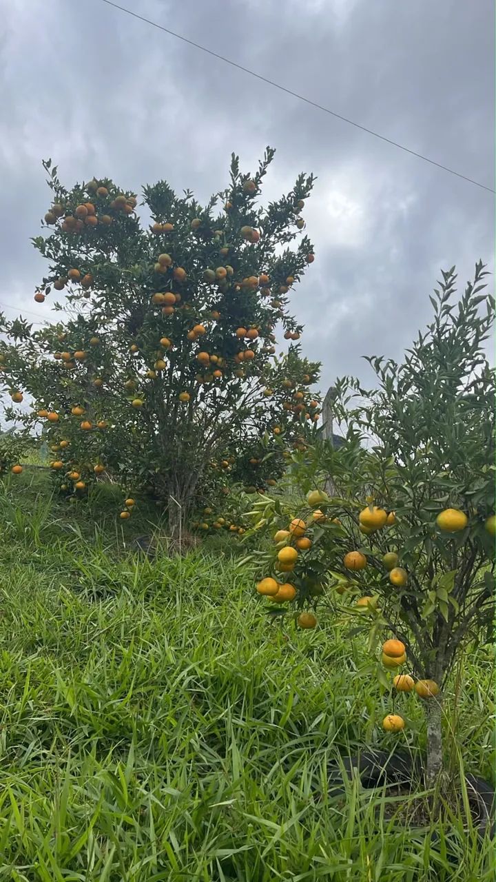 Vende-se Sitio em Lontras  - Foto 4