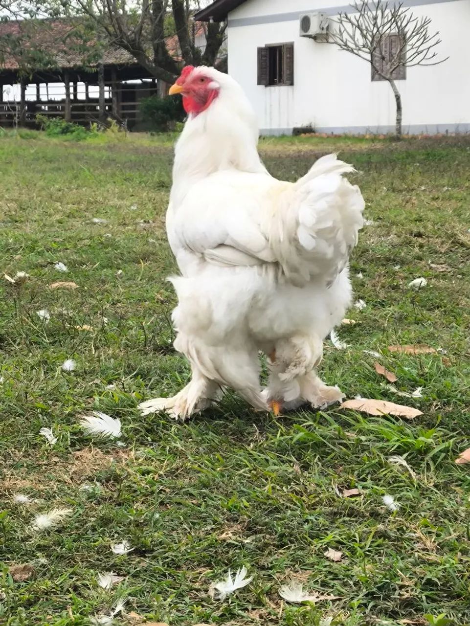 Galo brahma white 