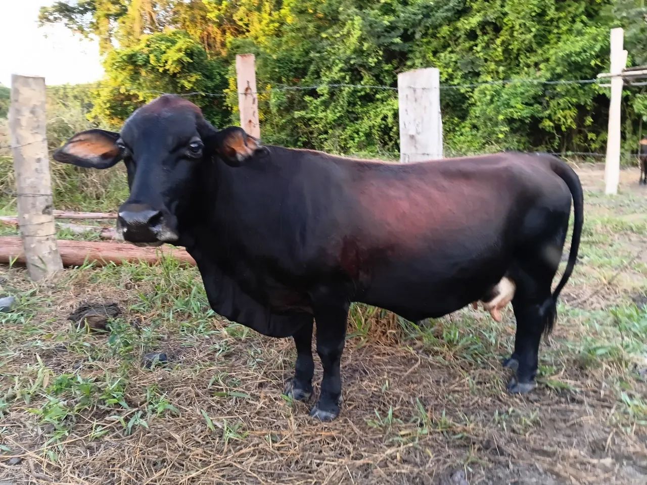 Mini Vaca parida