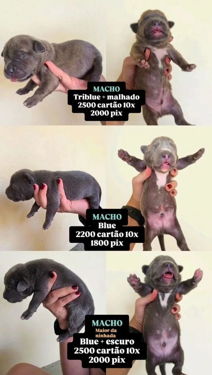 Filhotes de Pitmonster com Pedigree - Foto 4