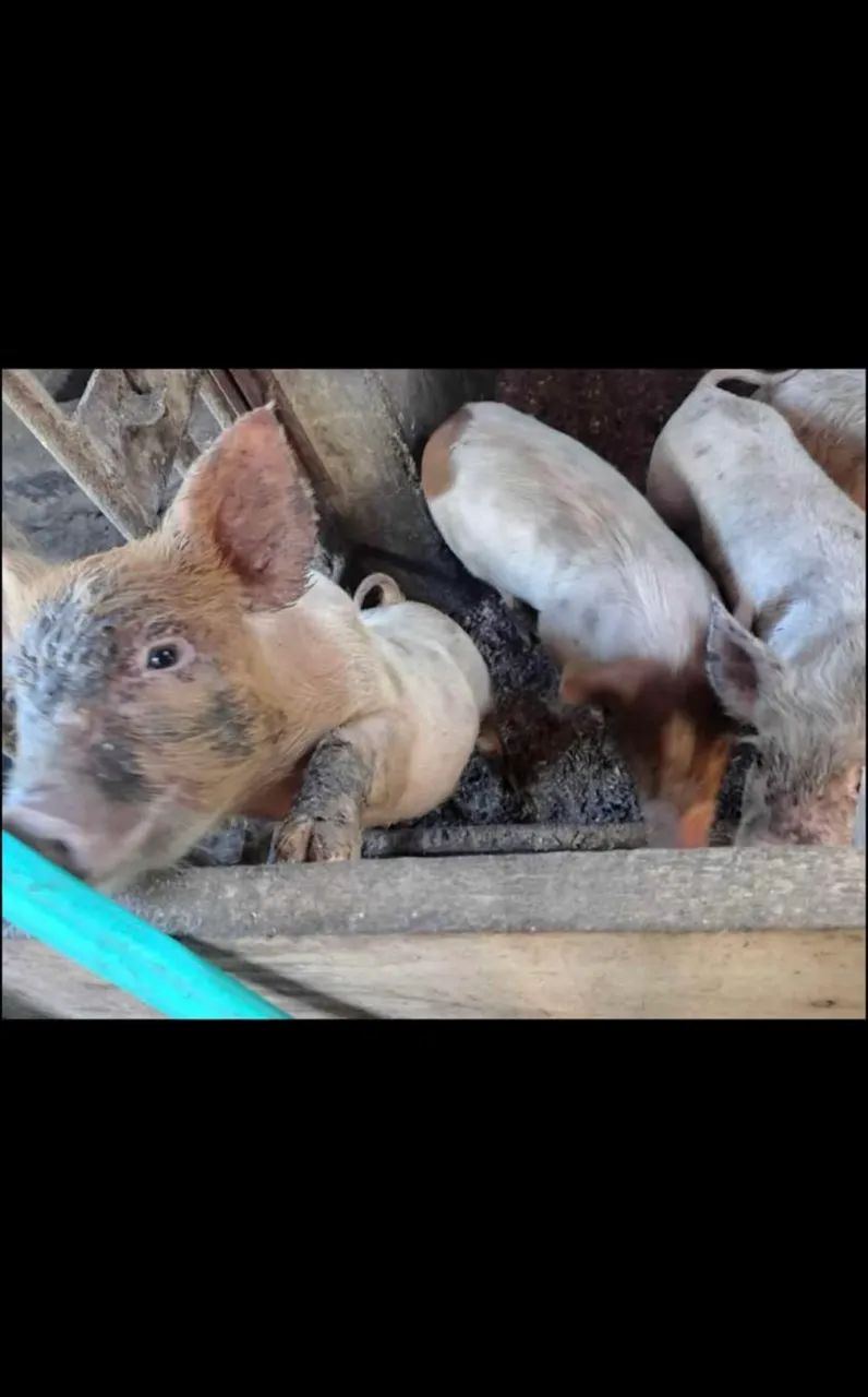 Porco Caipira