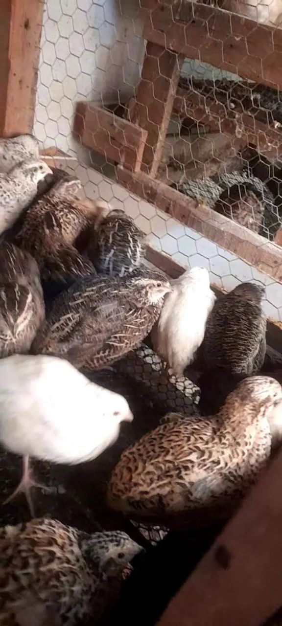 Disponível  - Foto 2