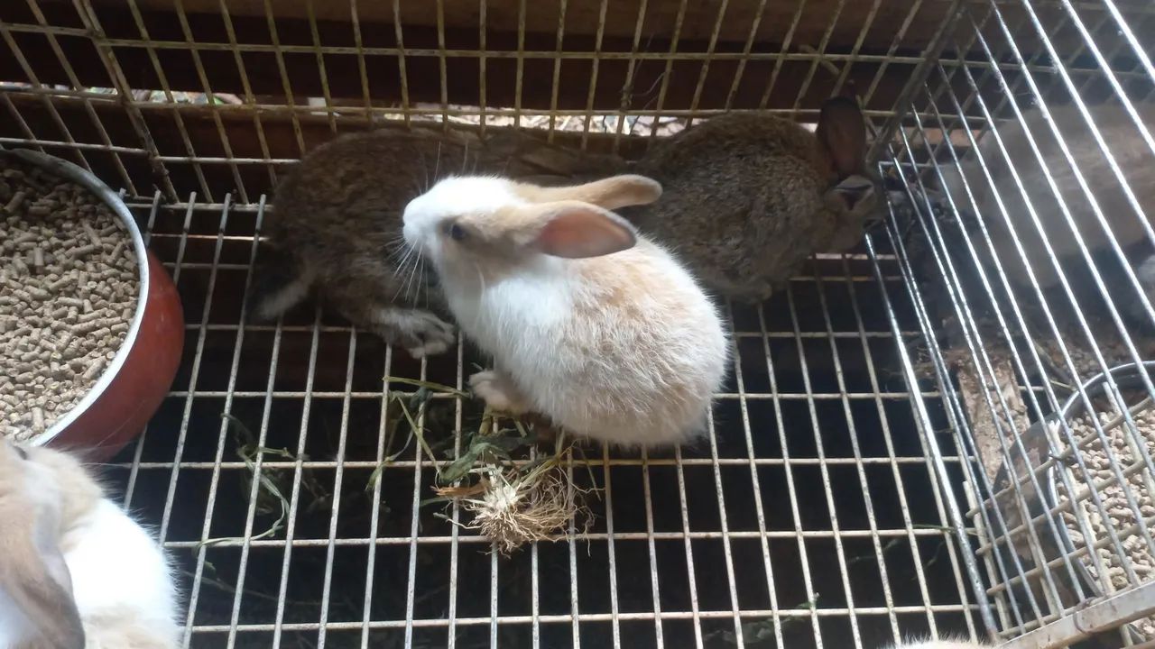 Vendo coelhos