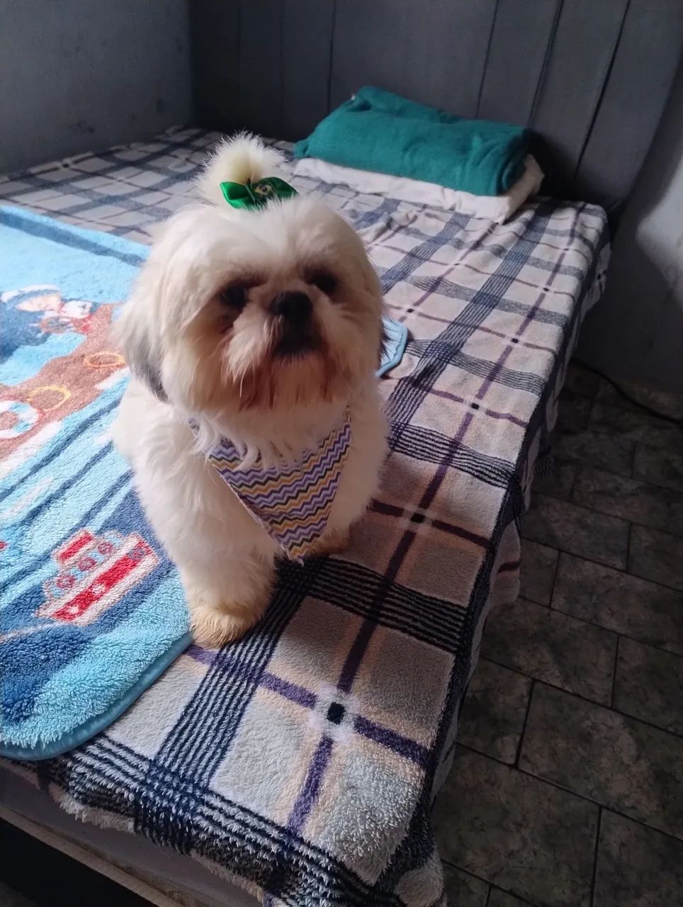 Shitzu Branco  - Foto 2