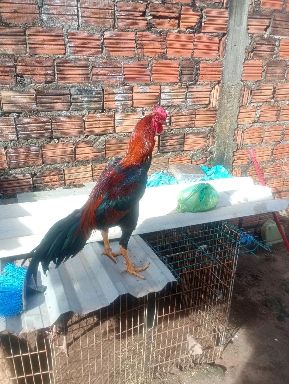 Galo 