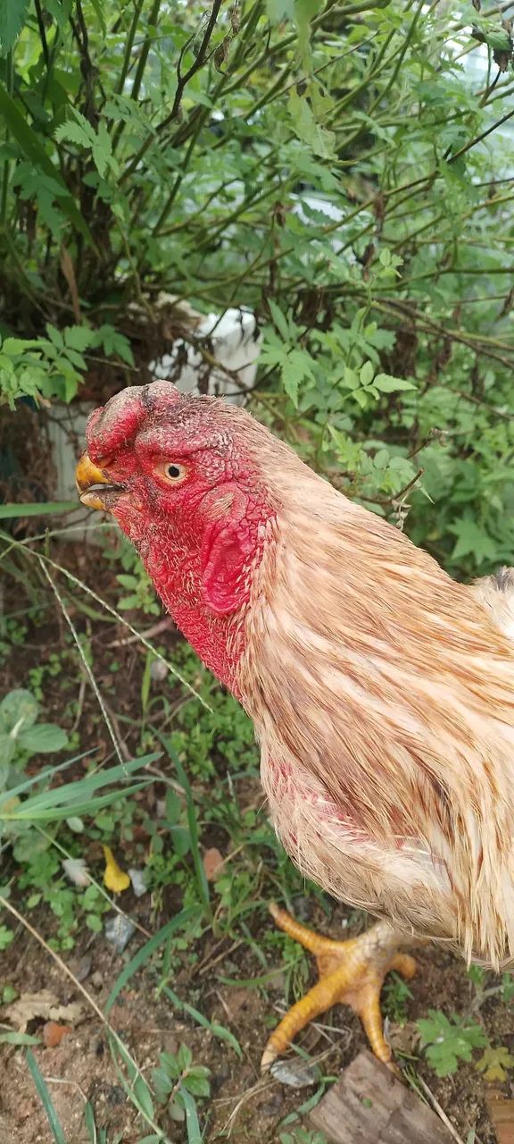 galo bico curto - Foto 2