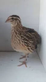 Codorna