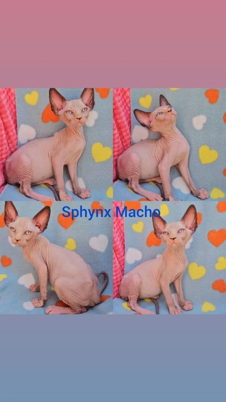 Sphynx e Elf Filhotes - Gatil BSB Cat  - Foto 4