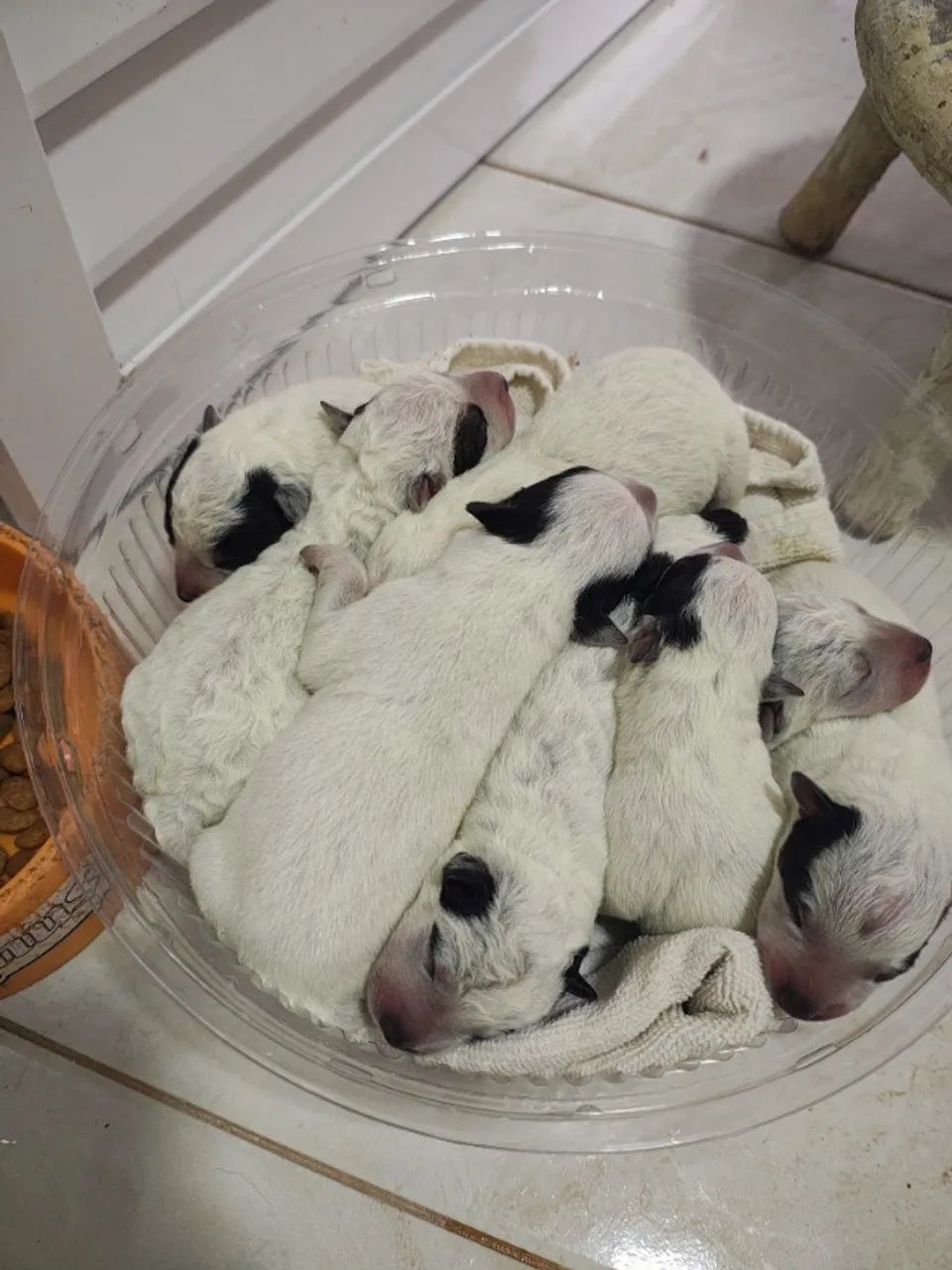 Lindos filhotes de boiadeiro com pedigree 