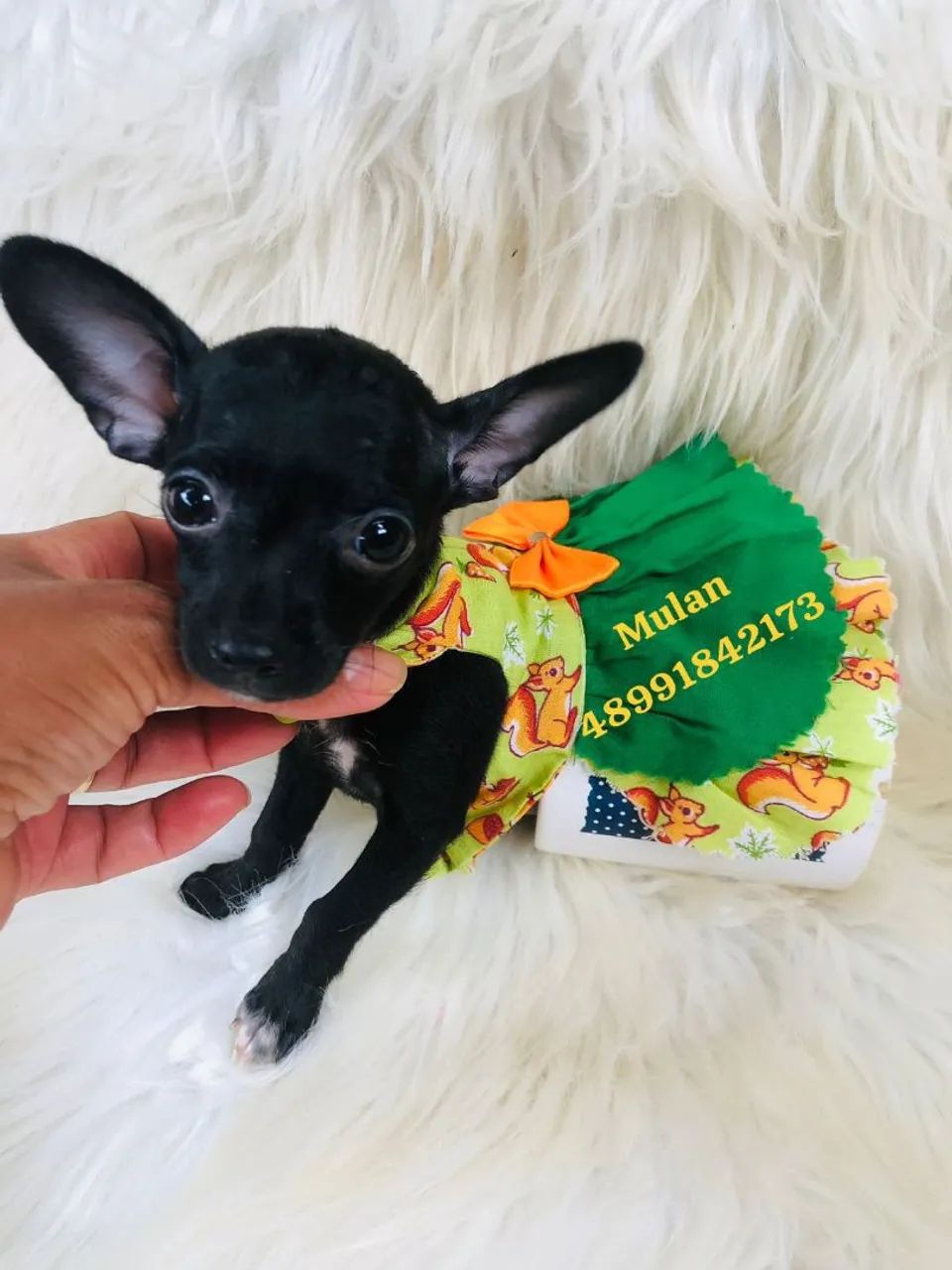 Fêmea de pinscher pretinha - Foto 3