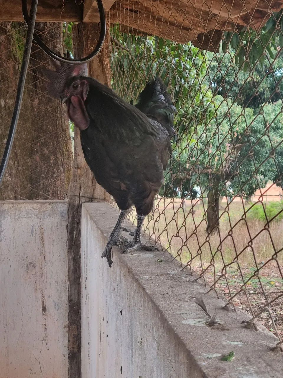 Ayam cemani