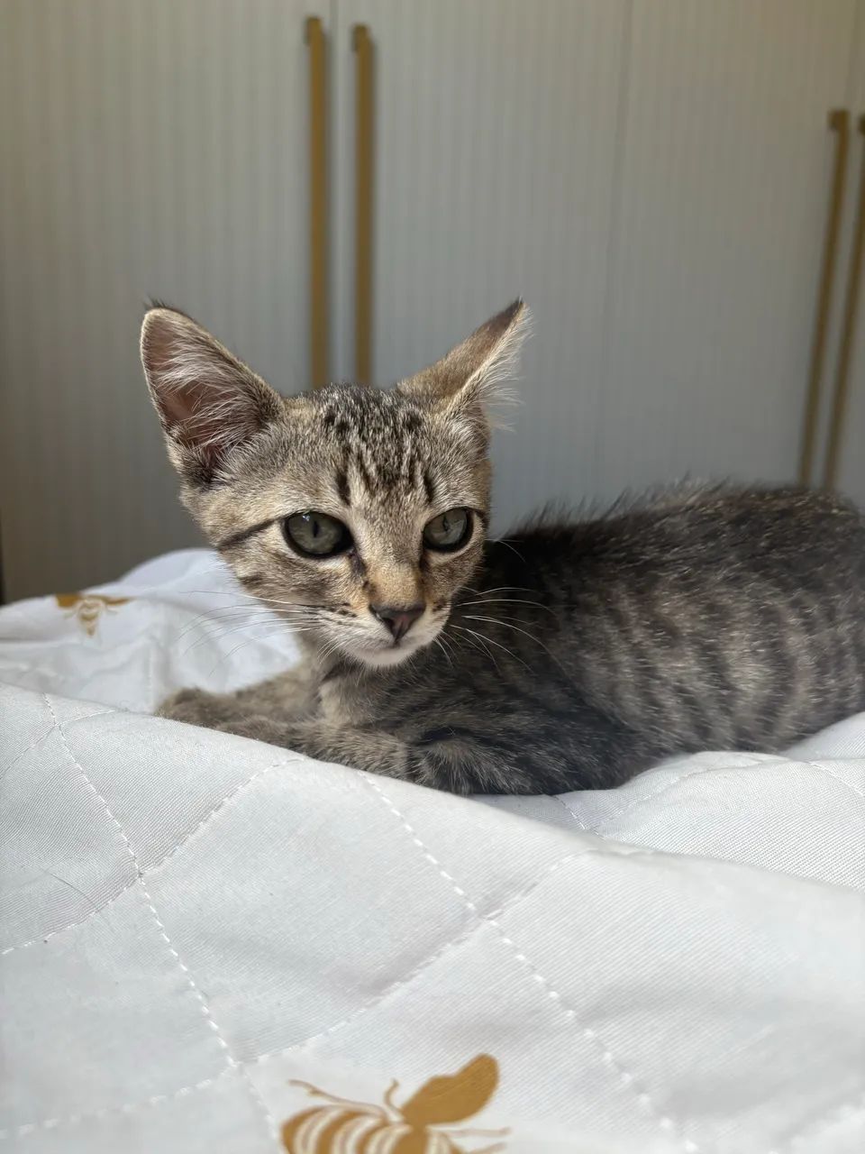 Gatinha para adoção  - Foto 2