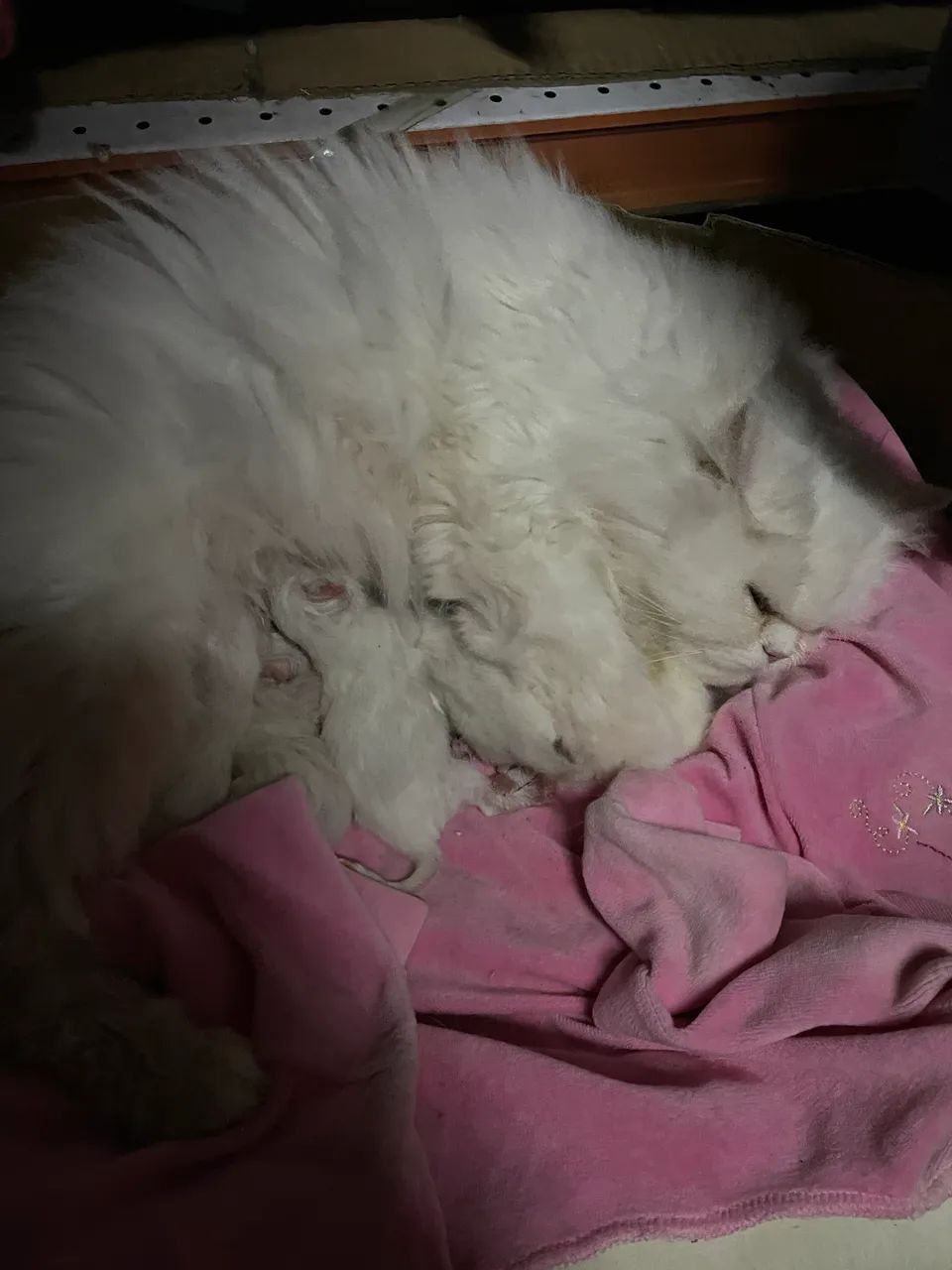 Gato persa Filhote - Foto 2