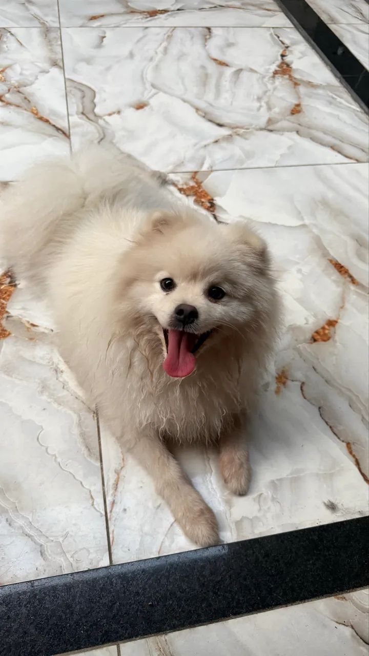 Spitz alemão macho  - Foto 3