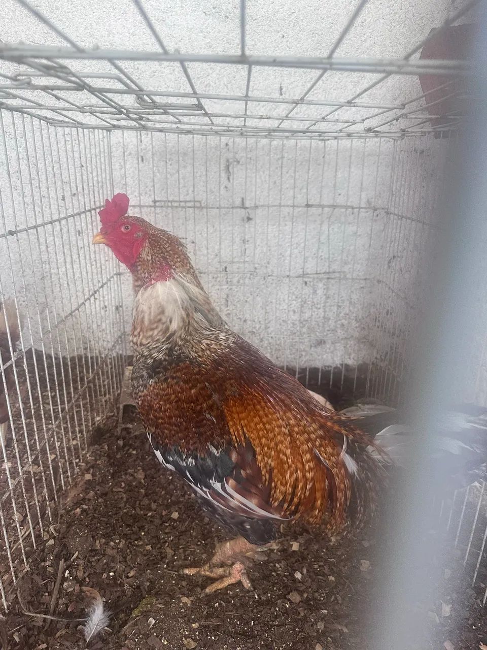 Galo de raça  - Foto 5