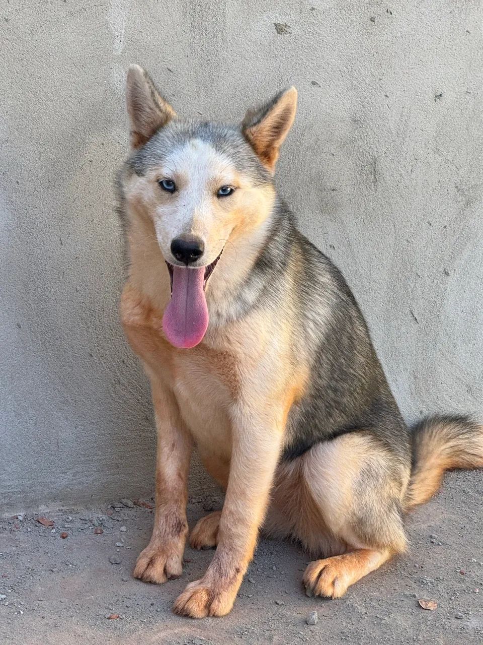 Cachorro  - Foto 3