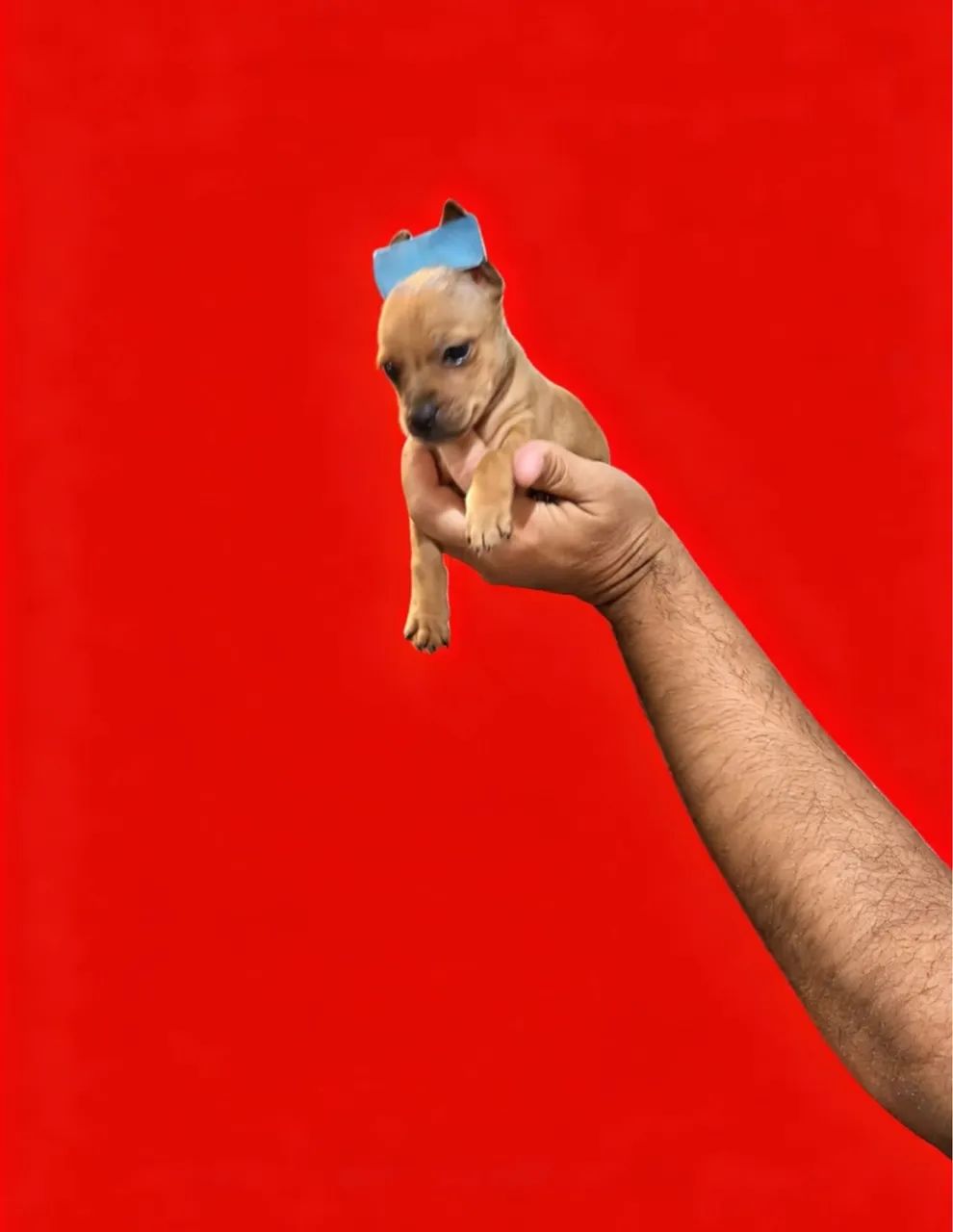 Pinscher 