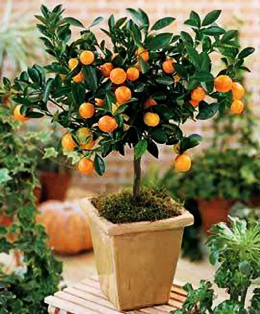 Frutiferas em vaso - Foto 3