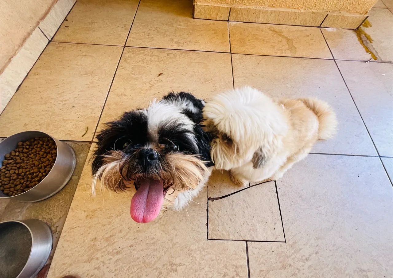  Doação de cachorro  - Foto 2