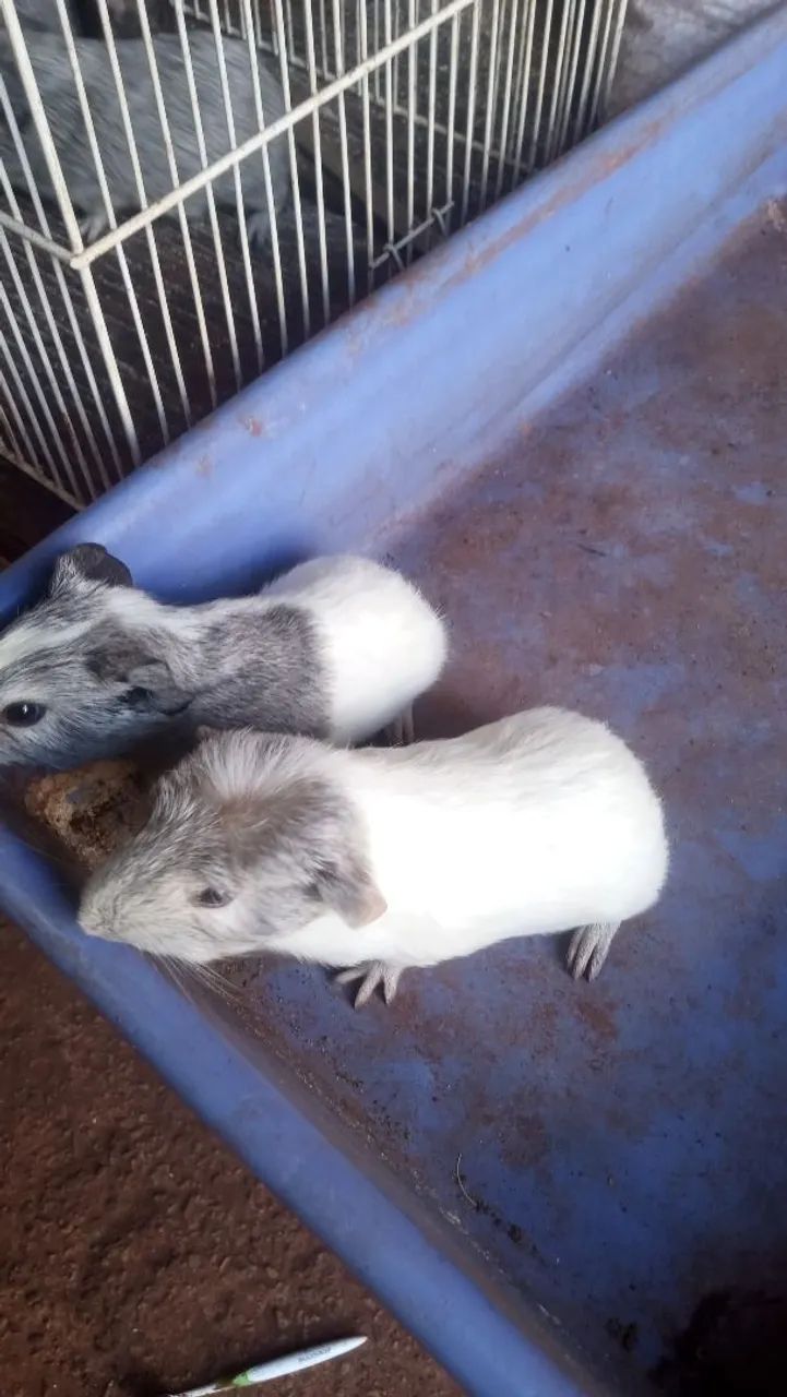 Porquinho da índia  - Foto 6