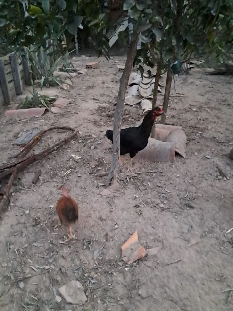 Galinhas de capoeira à venda  - Foto 5