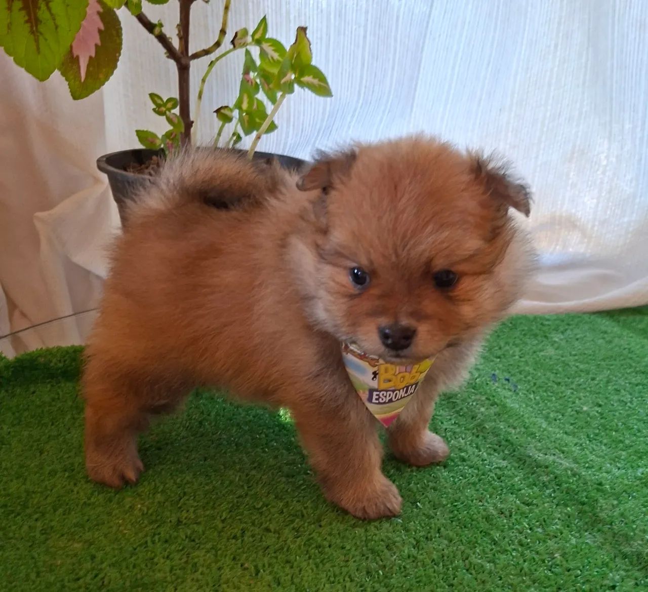 Cachorros e acessórios  - Foto 2