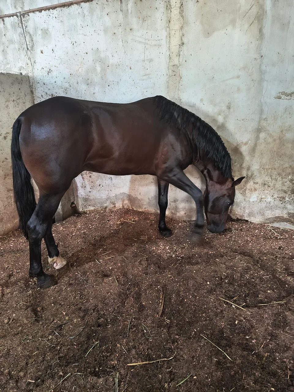 Cavalo manga larga  - Foto 5