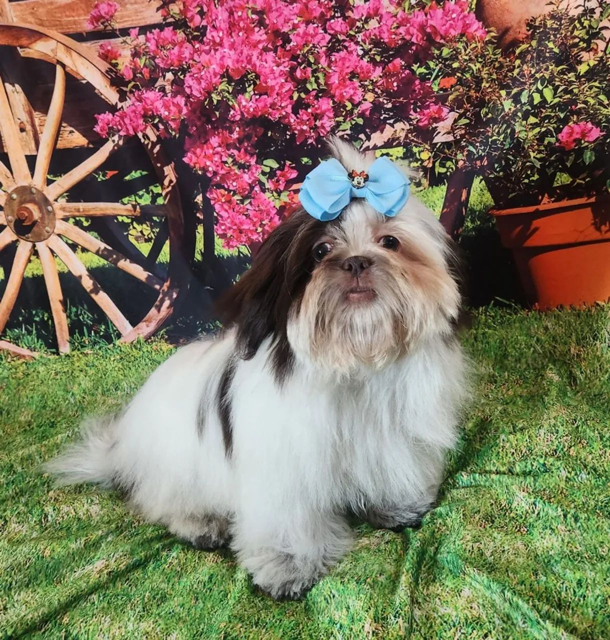 Shih Tzu macho  - Foto 2
