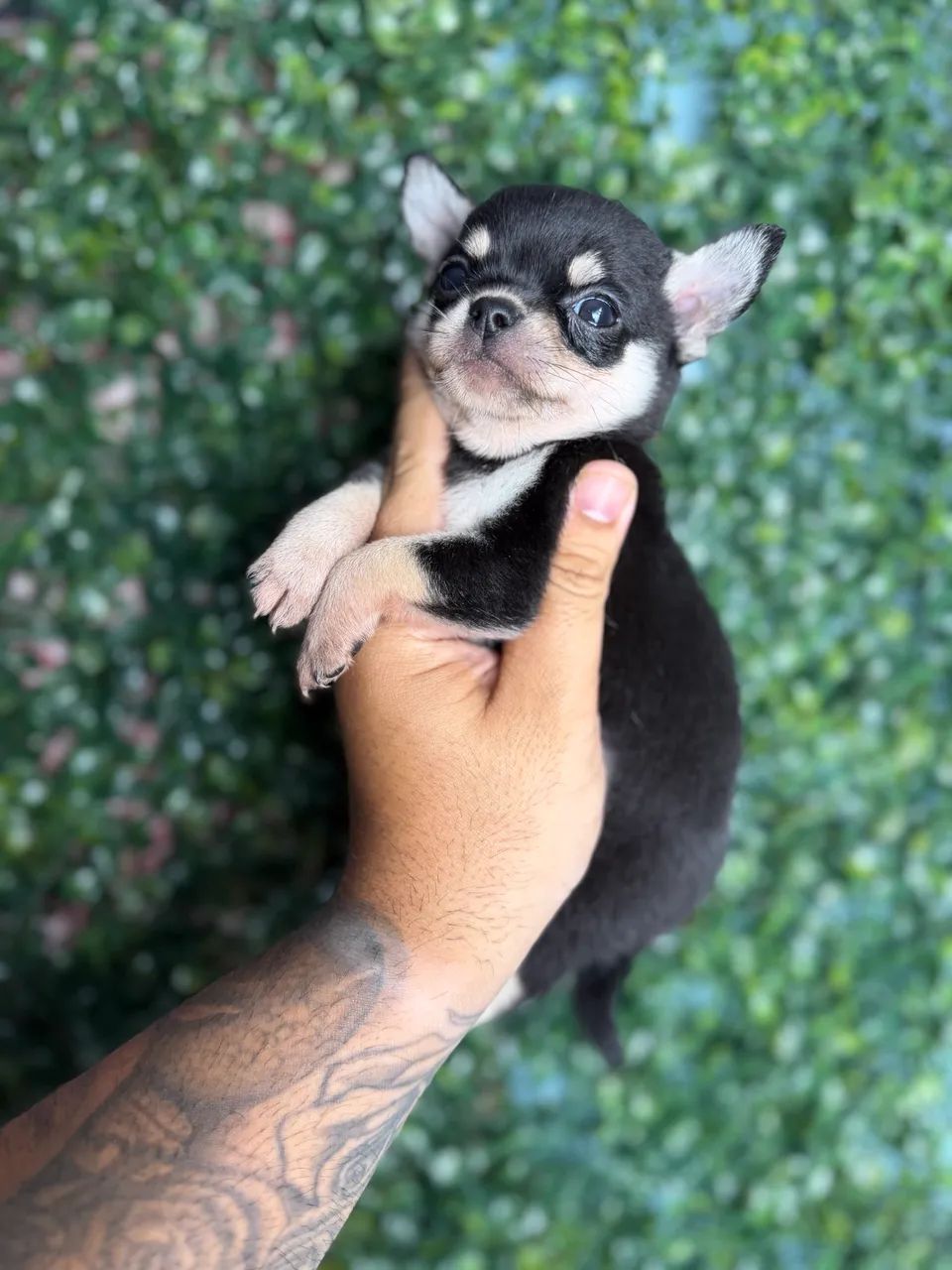 Chihuahua cabeça de maçã  - Foto 2