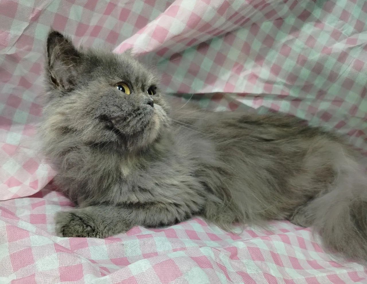 Gata persa - Foto 2