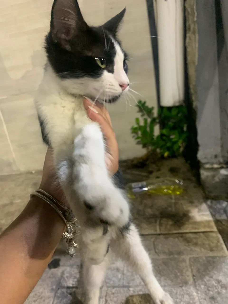 Gatinho frajola para adoção  - Foto 4